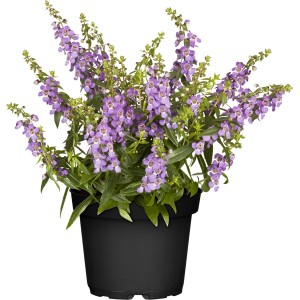 GROW by OBI Engelsgesicht im Topf, lila Blüten. Sommerpflanze für Balkon und Garten.