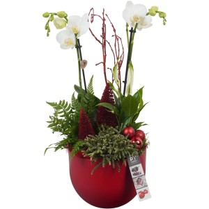 Winterliches Orchideen-Arrangement in roter Keramik Topf-Ø ca. 19 cm
