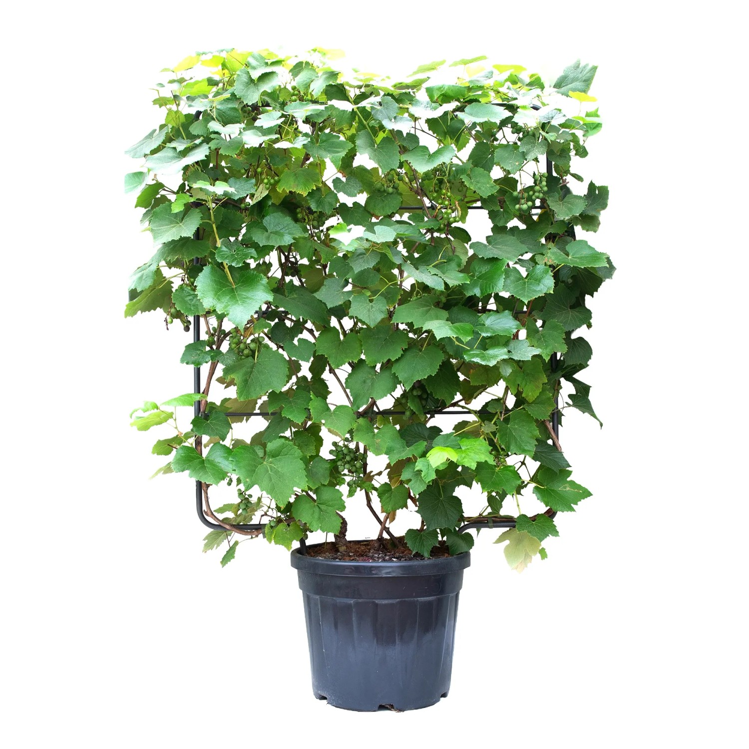 zimmerpflanze tricolor Hoya Carnosa Tricolor S by Plant Circle
