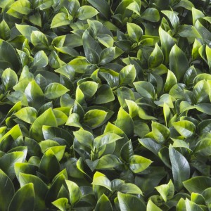 Grüne Tenax Panel Pothos Kunsthecke, 1x1 m, ideal als Balkonsichtschutz oder vertikaler Garten.