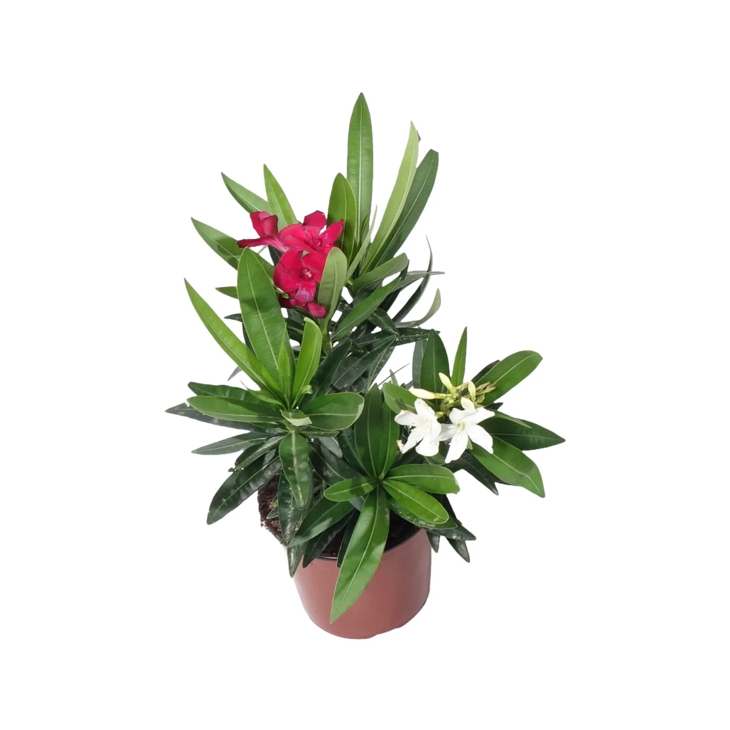 strelitzie pflege zimmerpflanze Strelitzia reginae 80100 cm  Paradiesvogelblume / Strelitzie  exotische  Zimmerpflanze, 23 Pflanzen pro Topf, 56 Jahre alt