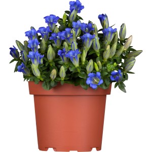GROW by OBI Raue Garten-Enzian Blau Topf-Ø ca. 13 cm Gentiana