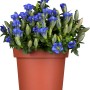 Blauer Garten-Enzian (Gentiana) im Topf, eine blühende Staude von GROW by OBI.