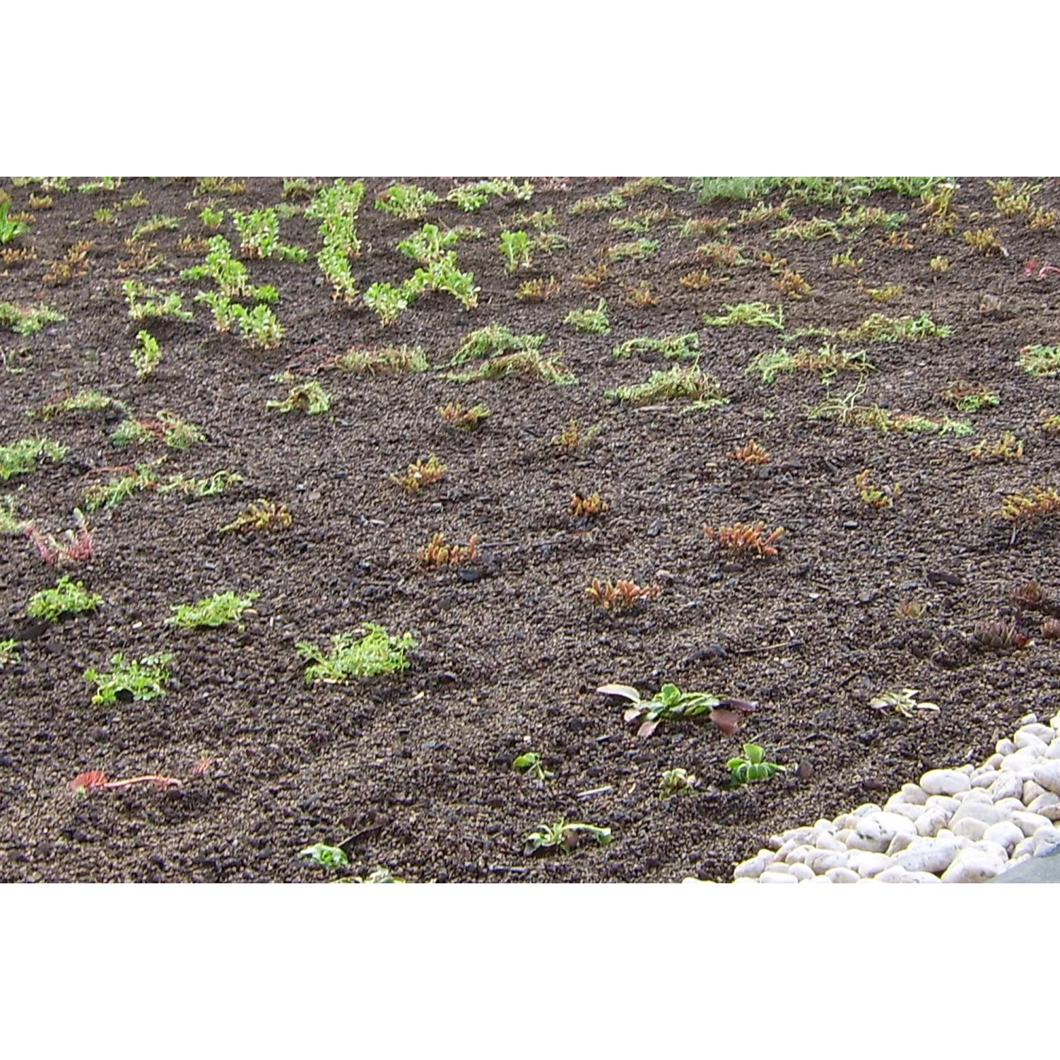 Skan Holz Dachbegrünungspaket für Carport, naturnahe Optik mit Sedumsprossen.