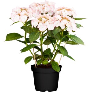 OBI Tellerhortensie Höhe ca. 40 - 50 cm Topf ca. 7,5 l Hydrangea