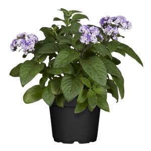 Vanilleblume im Topf, Heliotropium arborescens mit blauen Blüten.