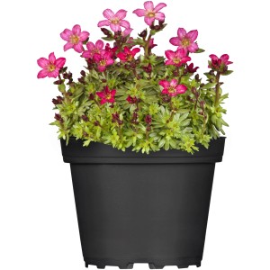 GROW by OBI Moossteinbrech Topf-Ø ca. 13 cm Saxifraga