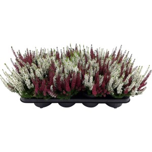 Knospenheide Rot-Weiß im Topf, Calluna vulgaris, winterharte Herbstpflanze.