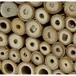 Detailaufnahme: Füllmaterial (Schilfrohr) für Insektenhotel zur Post, Nistplatz für Wildbienen.