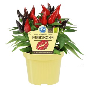 BLU Feuerküsschen im Topf, ca. 12 cm. Scharfe Chili-Pflanze mit roten und violetten Früchten.