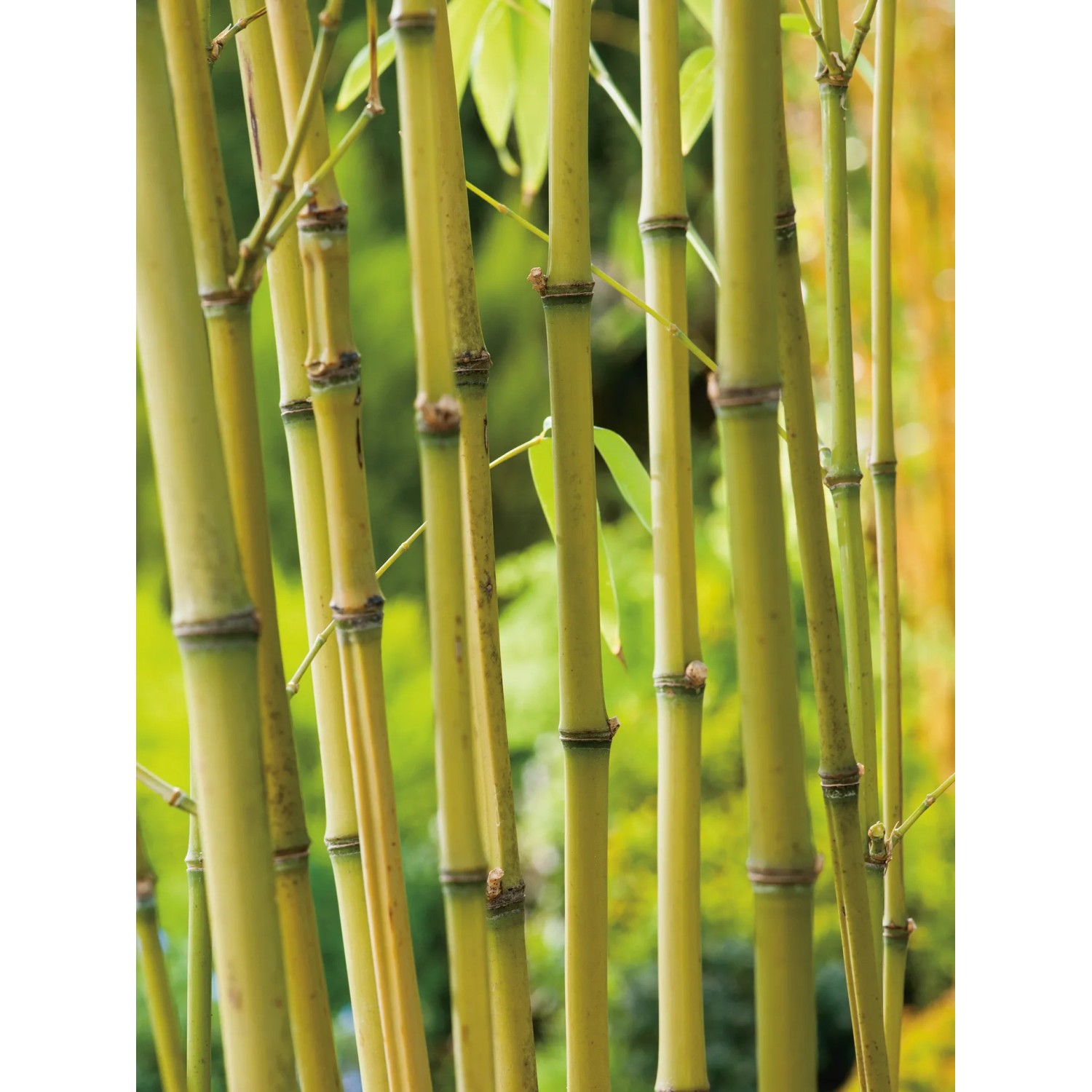 GROW by OBI Gold-Bambus Topf- ca. 26 cm Phyllostachys kaufen bei OBI