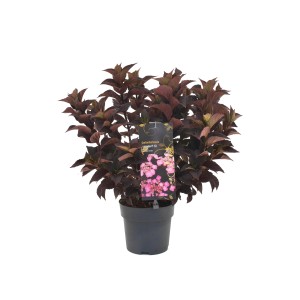 GROW by OBI Tellerhortensie "Daredevil" H ca. 20-30 cm Topf ca. 2,3 l Hydrangea