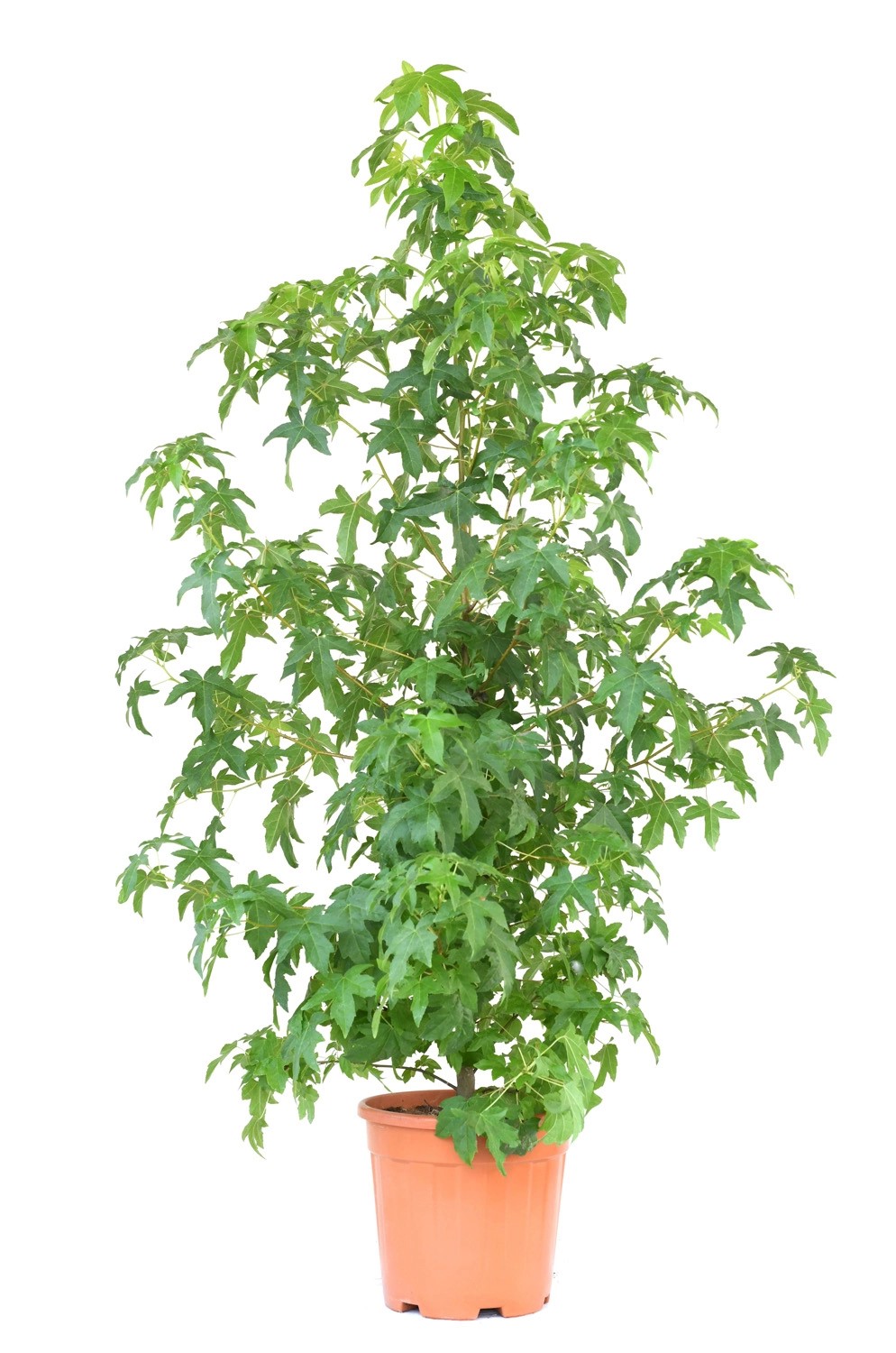 GROW by OBI Amberbaum Topf ca. 10 l Liquidambar Styraciflua kaufen bei OBI