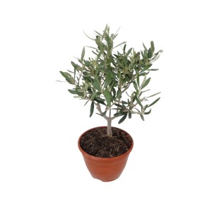 GROW by OBI Olivenbaum (Olea europaea) als Stamm im Topf, ca. 30-40 cm hoch.