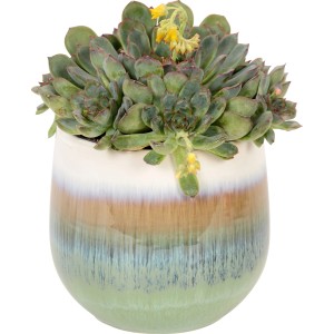 Sukkulente im Keramiktopf (Ø 10,5 cm) mit Farbverlauf. Dekorative Zimmerpflanze für Fensterbank oder Tisch.
