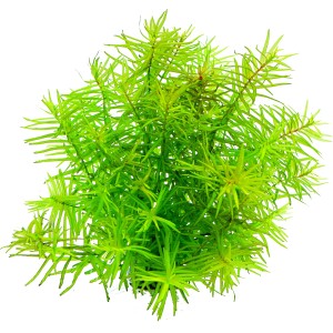 Dennerle Plants Didiplis Diandra Aquariumpflanze, grüne Stängelpflanze für das Aquarium.