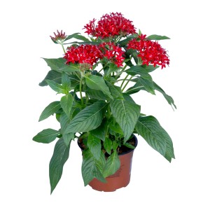 Pente Stern von Ägypten, rote Blüten, grüne Blätter im Topf.