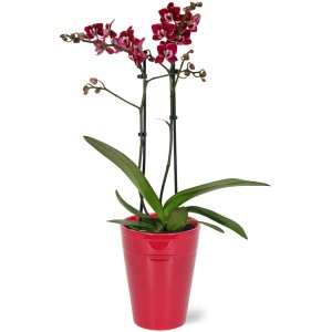 Schmetterlingsorchidee Red Lip im roten Keramiktopf, Topf-Ø 12cm, mit zweifarbigen Blüten.