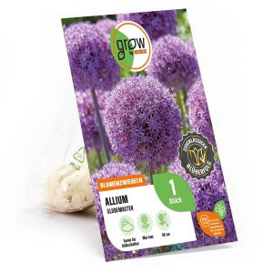 Zierlauch Globemaster, purpurfarbene Allium Blumenzwiebel im Beet, 80cm hoch.