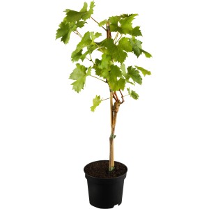 OBI Weinrebe Blau Höhe ca. 20 - 30 cm Topf ca. 3 l Vitis