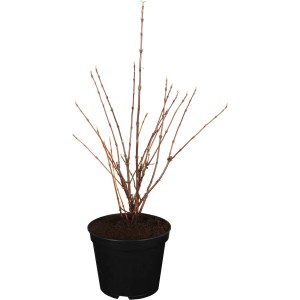 Duft-Schneeball (Viburnum farreri) im Topf, ca. 40-60 cm hoch, ohne Blätter.