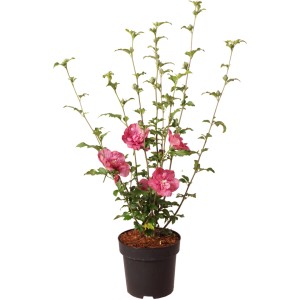 GROW by OBI Hibiskus 'Magenta Chiffon' im Topf, ca. 40 cm hoch, mit magentafarbenen Blüten.