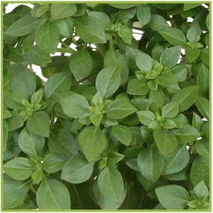 Nahaufnahme von GROW by OBI Griechischem Basilikum (Ocimum basilicum) im Topf mit grünen Blättern.