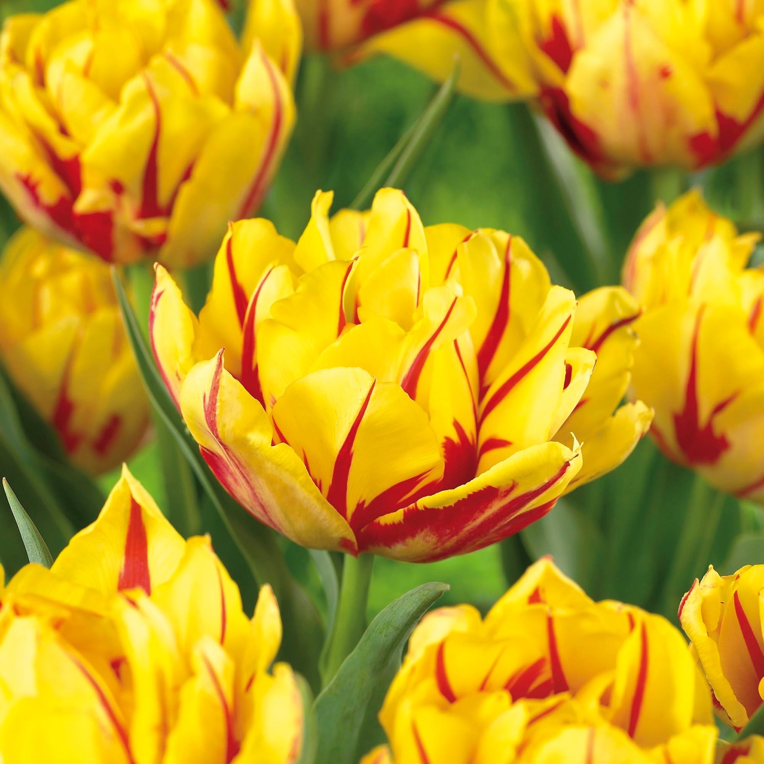 GROW by OBI PfingstrosenTulpe "Monsella" GelbRot 45 cm Tulipa kaufen