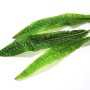 Dennerle Aquariumpflanze Cryptocoryne Usteriana In-Vitro, grüne Wasserpflanze mit langen, gewellten Blättern.