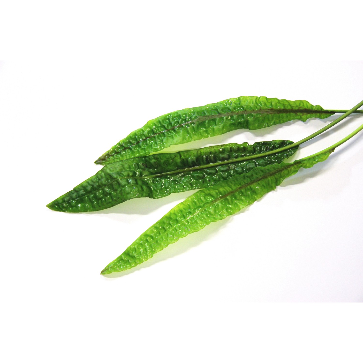 Dennerle Aquariumpflanze Cryptocoryne Usteriana In-Vitro, grüne Wasserpflanze mit langen, gewellten Blättern.
