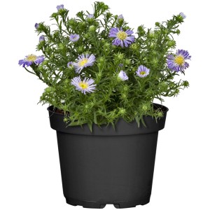 GROW by OBI Garten-Kissen-Aster Topf-Ø ca. 13 cm Aster