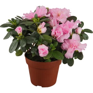 Zimmer-Azalee mit rosa Blüten im braunen Topf, ca. 12-15 cm Pflanzen-Ø. Blühende Zimmerpflanze.