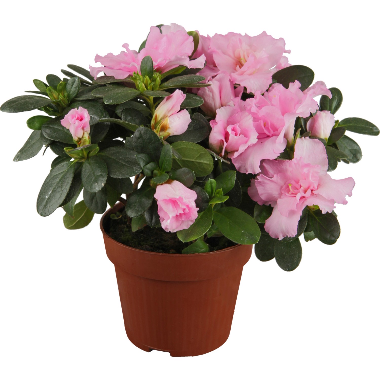 ZimmerAzalee PflanzenØ ca. 1215 cm TopfØ ca. 11 cm Azalea kaufen