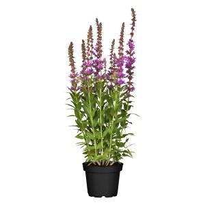 Blut-Weiderich Violett im Topf, ca. 17 cm Ø. Bienenfreundliche Pflanze mit violetten Blüten.