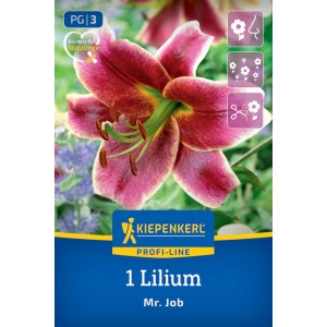 Kiepenkerl Baumlilie Mr. Job Blumenzwiebel. Verpackung mit großer, duftender, pink-roter Lilienblüte und grünen Staubgefäßen.