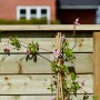 Detailansicht: Druckimprägnierter Sichtschutzzaun Klink aus Nadelholz mit Kletterpflanze.