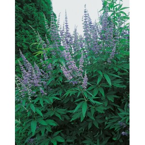 Blühender OBI Mönchspfeffer (Vitex) mit blauen Blütenständen im Topf.