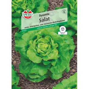 Sperli Salat Dynamite: Samen für robusten, mittelgrünen Butterkopfsalat.