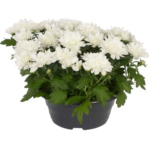 Weiße Chrysanthemen-Schale im Topf, ca. 30 cm hoch. Blühende Chrysanthemum Solitärpflanze.