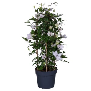 Waldrebe Duo Garland im Topf, ca. 70cm hoch, mit weißen Blüten. Clematis Kletterpflanze.