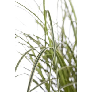 Goldrand Segge (Carex brunnea variegata) im Topf, gelb-grüne Blätter.