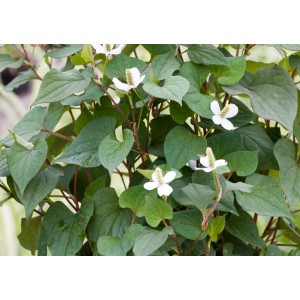 Molchschwanz (Houttuynia cordata) mit weißen Blüten und grünen Blättern im Topf.