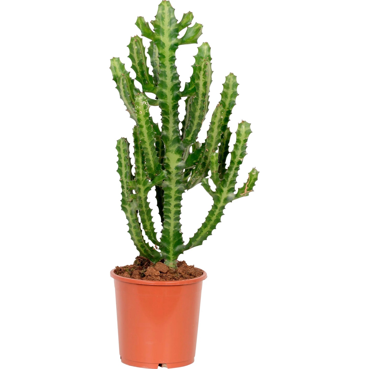 Wolfsmilch sortiert Hhe ca. 40 - 55 cm Topf- 17 cm Euphorbia kaufen bei  OBI