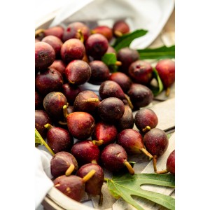 Nahaufnahme: GROW by OBI Feigen, Sorte Little Miss Figgy®, rotbraune Früchte mit grünen Blättern.