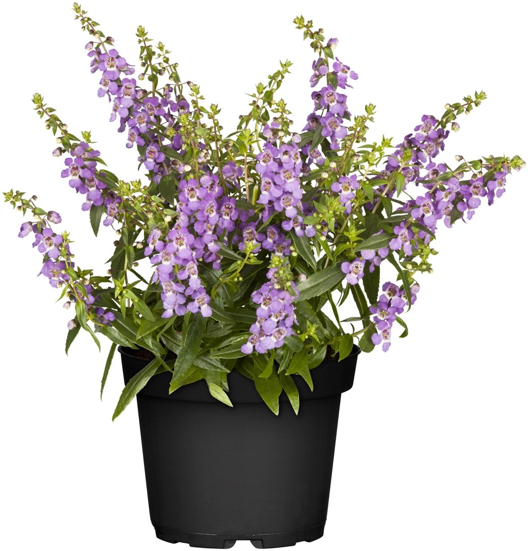GROW by OBI Engelsgesicht TopfØ ca. 13 Angelonia angustifolia kaufen