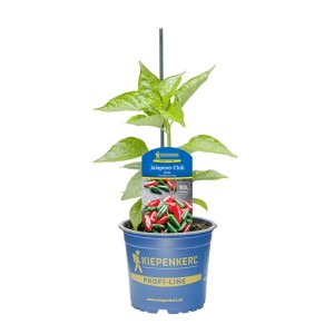 Kiepenkerl Paprika Joloba im Topf, eine Chili-Pflanze mit grünen und roten Schoten.