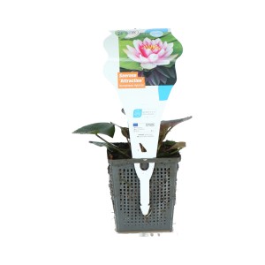 GROW by OBI Seerose "Attraction" Rot Topf-Ø ca. 11 cm Nymphea marliacea