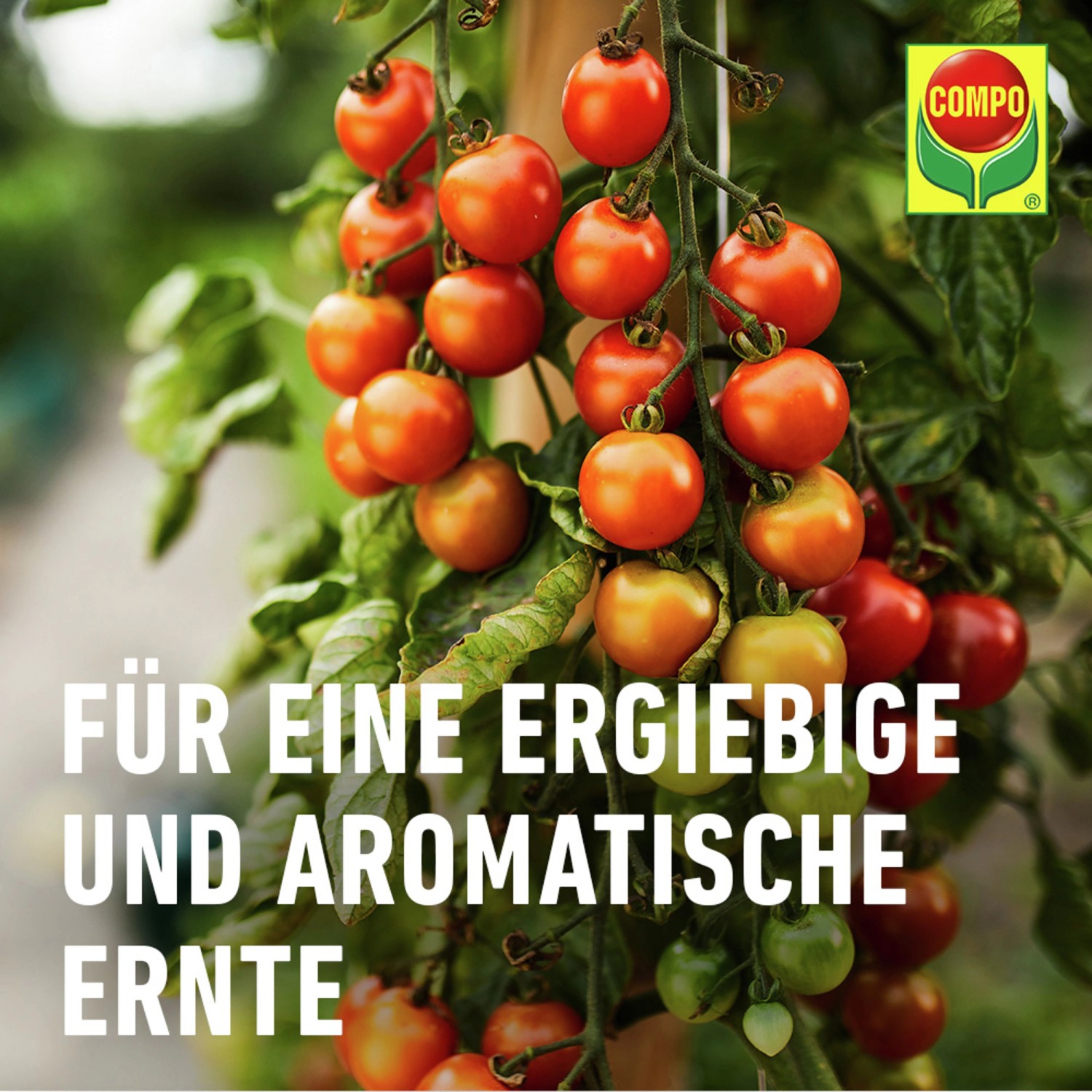 Compo Bio Tomaten- und Gemüse Düngestäbchen 20 Stäbchen_5