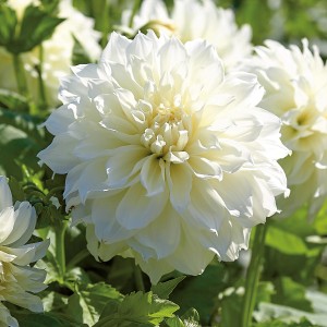 Nahaufnahme einer weißen GROW by OBI Dahlie Fleurel Blüte, ca. 90cm hoch.