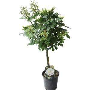 Fußstammrose Weiß, ca. 70-80 cm hoch im 2 l Topf. Elegante Beet- und Kübelpflanze.